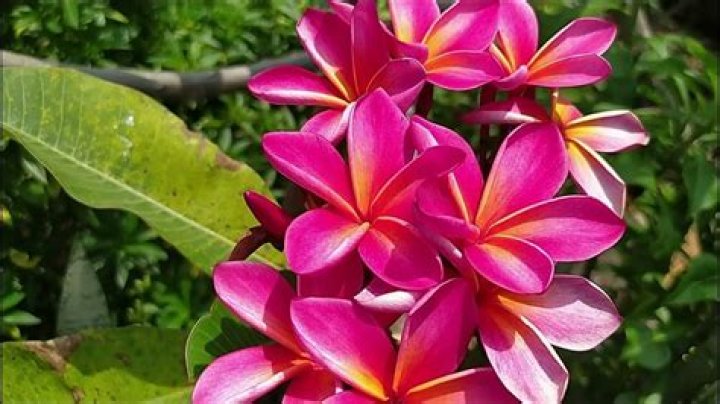 Discovering The Roots: Flor Silvestre's Place Of Birth