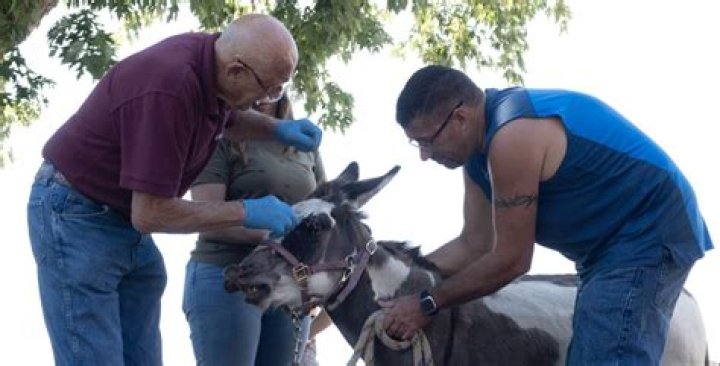 The Incredible Dr. Pol: A Journey Through Veterinary Excellence